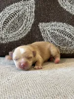Boy yorkie, a male Yorkshire Terrier for sale in Morton, MS – 5 of 6