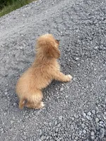 Bella, a female Cavapoo for sale in Morton, MS – 5 of 5