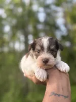 Parti , a male Miniature Schnauzer for sale in Morton, MS – Photo 3 of 4