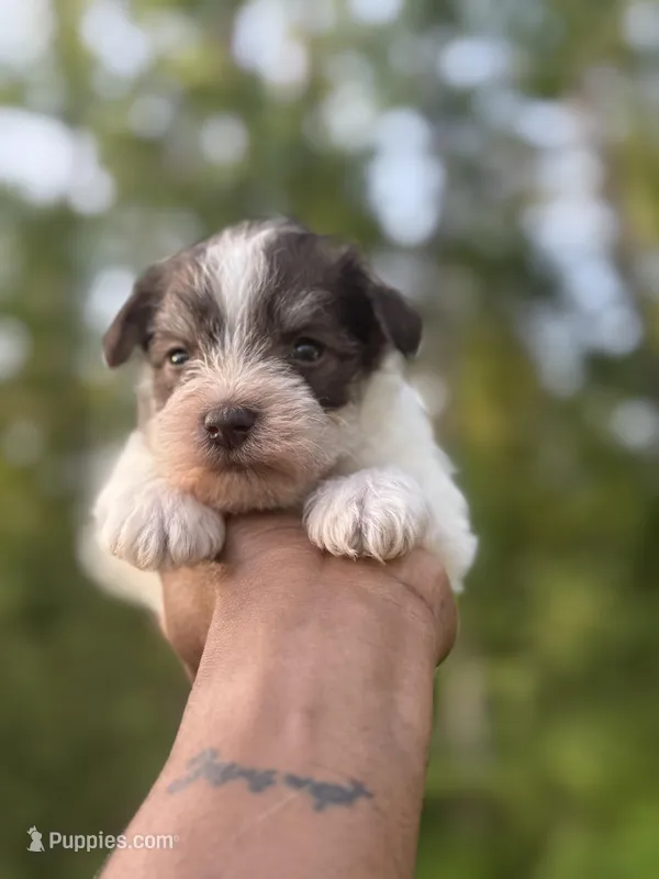 Parti  – Miniature Schnauzer puppy for sale in Morton, MS