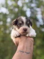 Parti , a male Miniature Schnauzer for sale in Morton, MS – Photo 4 of 4