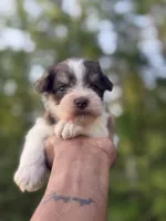 Parti , a male Miniature Schnauzer for sale in Morton, MS – Photo 2 of 4