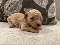 MGB2, a male Miniature Goldendoodle for sale in Morton, MS – 3 of 4