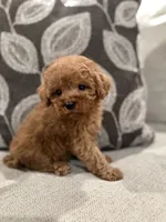 Girl Cavapoo , a female Cavapoo for sale in Morton, MS – 1 of 2