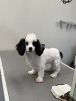 Leah, a female Poodle - Toy  for sale in Morton, MS – Photo 4 of 4