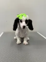 Leah, a female Poodle - Toy  for sale in Morton, MS – Photo 3 of 4