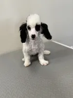 Leah, a female Poodle - Toy  for sale in Morton, MS – Photo 1 of 4