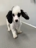 Leah, a female Poodle - Toy  for sale in Morton, MS – Photo 2 of 4