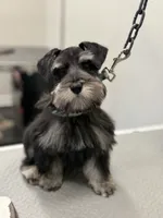 Rooster , a male Miniature Schnauzer for sale in Pearl, MS – 2 of 5