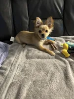 Remy (Papillon/Pom Puppy), a female Papillon and Pomeranian for sale in Richmond, VA – 3 of 3