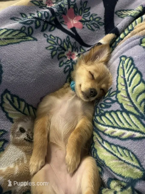Remy (Papillon/Pom Puppy) – Papillon, Pomeranian puppy for sale in Richmond, VA