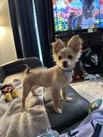 Remy (Papillon/Pom Puppy), a female Papillon and Pomeranian for sale in Richmond, VA – 2 of 3