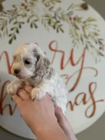 Blue eyes, a female Cockapoo for sale in Liberty, KY – Photo 1 of 4
