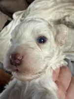 Blue eyes, a female Cockapoo for sale in Liberty, KY – Photo 3 of 4