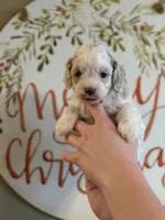 Blue eyes, a female Cockapoo for sale in Liberty, KY – Photo 4 of 4