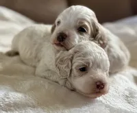 Blue eyes, a female Cockapoo for sale in Liberty, KY – Photo 2 of 4