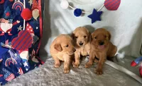 Golden girl, a female Golden Retriever for sale in Liberty, KY – 5 of 9