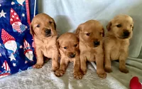 Golden boy, a male Golden Retriever for sale in Liberty, KY – 7 of 7