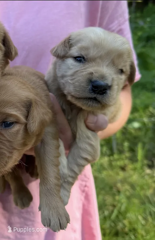 Golden boy – Golden Retriever puppy on hold in Liberty, KY