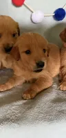 Golden girl, a female Golden Retriever for sale in Liberty, KY – 3 of 9