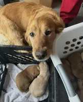 Golden, a female Golden Retriever for sale in Liberty, KY – Photo 2 of 4