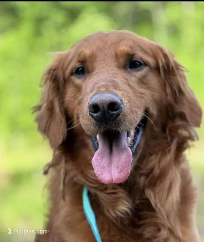 Golden – Golden Retriever puppy for sale in Liberty, KY