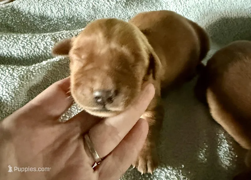 Golden – Golden Retriever puppy for sale in Liberty, KY