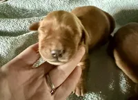 Golden girl, a female Golden Retriever for sale in Liberty, KY – 1 of 5