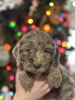 Chocolate Merle, a female Cockapoo for sale in Liberty, KY – Photo 7 of 8
