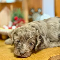 Chocolate Merle, a female Cockapoo for sale in Liberty, KY – Photo 3 of 8