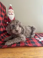 Chocolate Merle, a female Cockapoo for sale in Liberty, KY – Photo 1 of 8