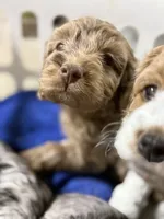 Chocolate Merle, a female Cockapoo for sale in Liberty, KY – Photo 6 of 8