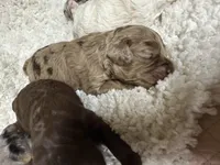 Chocolate Merle, a female Cockapoo for sale in Liberty, KY – Photo 4 of 8
