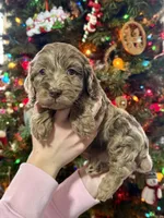 Chocolate Merle, a female Cockapoo for sale in Liberty, KY – Photo 2 of 8