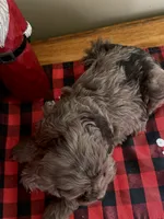 Chocolate Merle, a female Cockapoo for sale in Liberty, KY – Photo 8 of 8