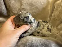 Pink, a female Cockapoo for sale in Liberty, KY – Photo 4 of 8