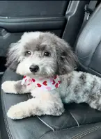 Pink, a female Cockapoo for sale in Liberty, KY – Photo 8 of 8