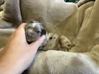 Pink, a female Cockapoo for sale in Liberty, KY – Photo 5 of 8