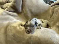 Pink, a female Cockapoo for sale in Liberty, KY – Photo 2 of 8