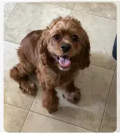 Pink, a female Cockapoo for sale in Liberty, KY – Photo 6 of 8