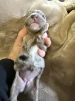 Pink, a female Cockapoo for sale in Liberty, KY – Photo 3 of 8