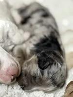 Pink, a female Cockapoo for sale in Liberty, KY – Photo 1 of 8