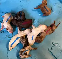 Pink, a female Cockapoo for sale in Liberty, KY – Photo 7 of 8