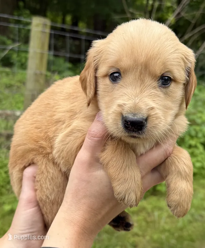 Golden girl – Golden Retriever puppy for sale in Liberty, KY