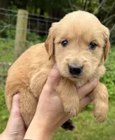 Golden girl, a female Golden Retriever for sale in Liberty, KY – 1 of 9