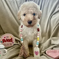 Golden girl, a female Goldendoodle for sale in Liberty, KY – Photo 2 of 7