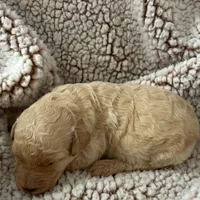 Golden girl, a female Goldendoodle for sale in Liberty, KY – Photo 7 of 7