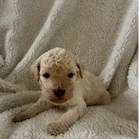 Golden girl, a female Goldendoodle for sale in Liberty, KY – Photo 5 of 7