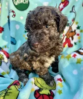 Sable chocolate, a male Goldendoodle for sale in Liberty, KY – Photo 2 of 4