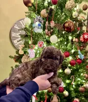 Sable chocolate, a male Goldendoodle for sale in Liberty, KY – Photo 1 of 4